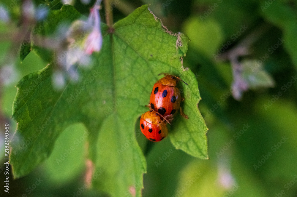 Fototapeta premium Two red ladybugs mating on a green leaf macro