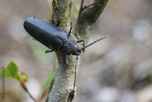 Cerambycidae, Ergates Faber, Mulmbock, Housebuck, Beetle, Longhorn Beetle, Coleoptera, Female, Insects, Beetles, Long-Horned Beetle, Female