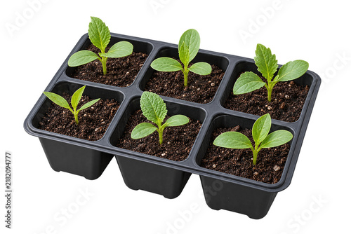 Six seedlings in a black tray on transparent background