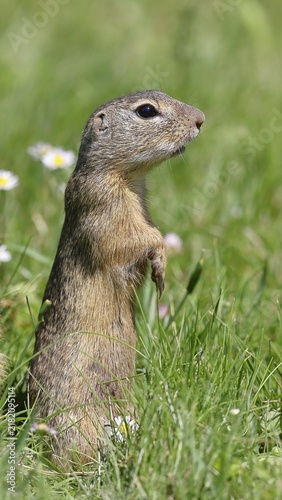 European ground squirrel (Spermophilus citellus) standing upright in a meadow, Burgenland Austria