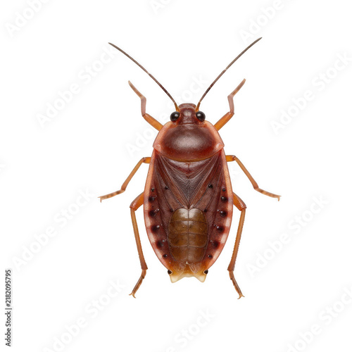 Brown stink bug beetle macro shot with garden pest shield bug white background