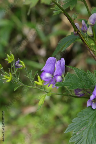 Obraz na płótnie Ezo Monkshood with Purple Flowers in Hokkaido, Japan
