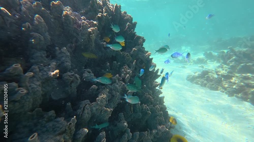 Colourful Tropical Fish Swimming Over Reef, Ningaloo Reef Australia, 4K
