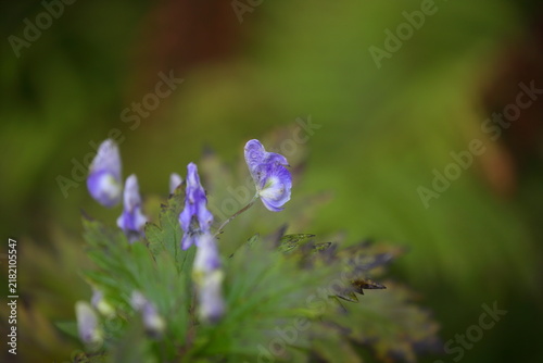 Fotografie Ezo Monkshood with Blue Violet Flowers in Kushiro Wetland, Hokkaido, Japan