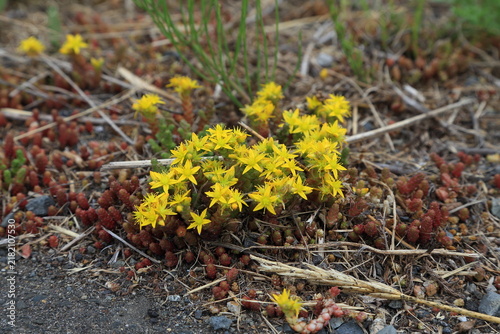Foto Goldmoss Stonecrop with Yellow Flowers in Hokkaido, Japan
