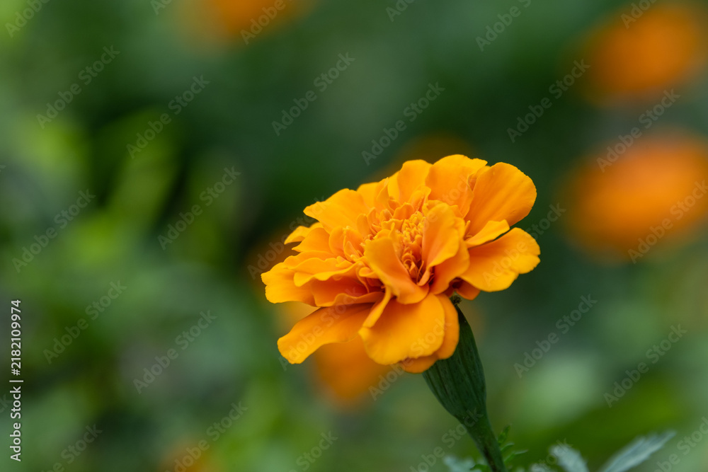 Fototapeta premium Vibrant orange marigold flower blooming in autumn garden with lush green blurred background