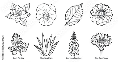 Vintage botanical line art collection, 8 hand drawn floral vector icons, black and white garden plant illustrations for coloring