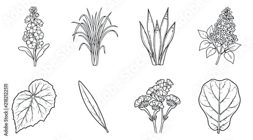 Botanical line art collection, 8 hand-drawn floral vector icons. Minimalist black and white garden plant illustrations for wedding stationery.