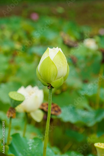 Tapety artystyczne 白い蓮の花のつぼみ