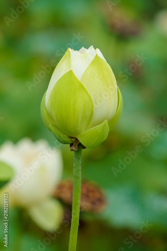 Tapety artystyczne 白い蓮の花のつぼみ