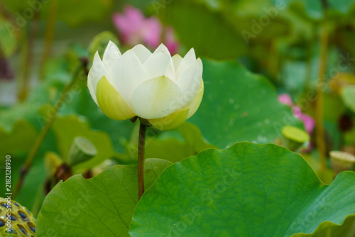 Tapety artystyczne 雨の日の蓮の花のある風景