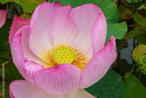 Tapety artystyczne 雨の日の蓮の花のある風景