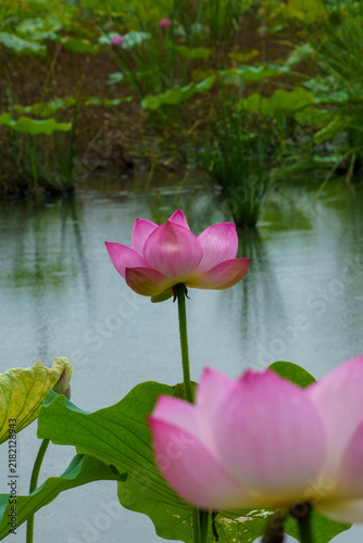 Tapety artystyczne 雨の日の蓮の花のある風景