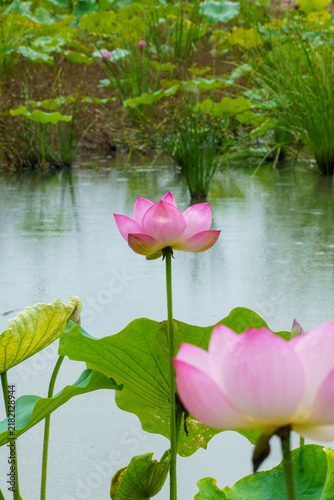 Tapety artystyczne 雨の日の蓮の花のある風景