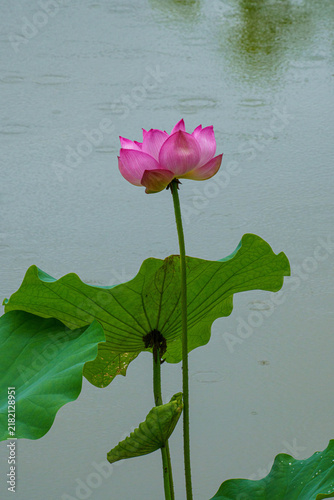 Plakat 雨の日の蓮の花のある風景