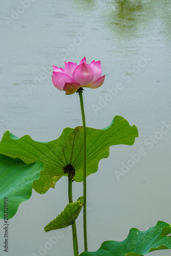 Tapety artystyczne 雨の日の蓮の花のある風景