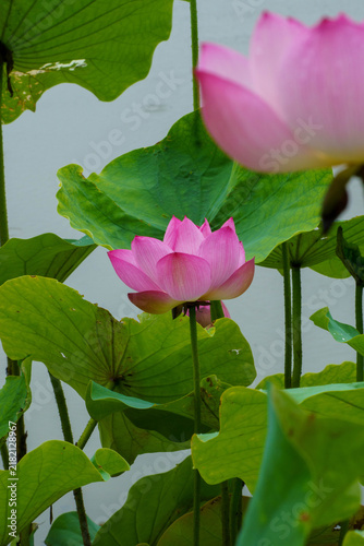 Tapety artystyczne 雨の日の蓮の花のある風景