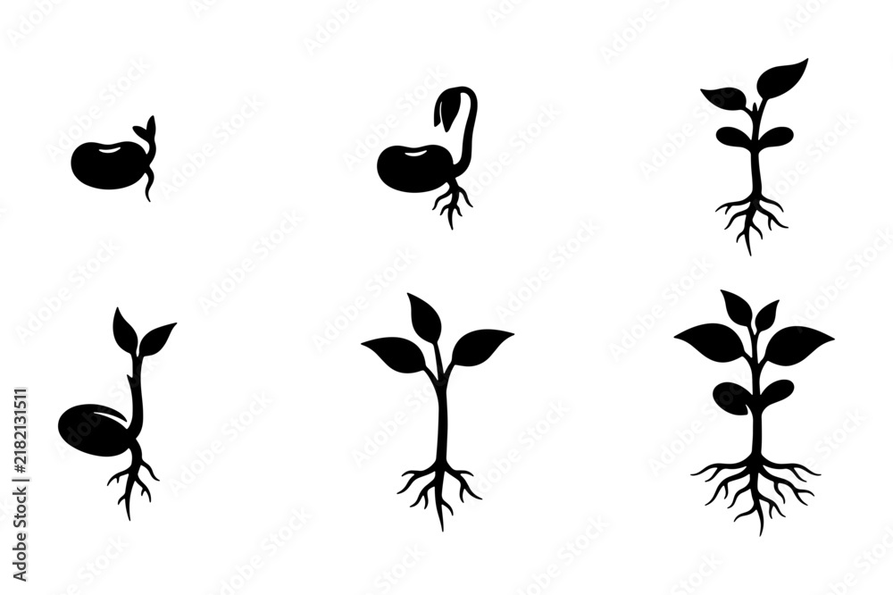 Fototapeta premium Plant Growth Stages Vector Icons, Seedling Development Sequence, Botanical Life Cycle Illustrations, Black and White Silhouette Set
