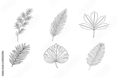 Set of pine, fern, and palm leaf line art vector illustration, outline botanical elements