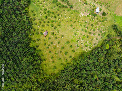 Aerial view of oil palm plantations in Malaysia. Oil palm estates in Borneo.