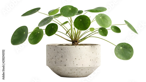 Pilea Peperomioides Potted Chinese Money Plant Isolated Indoor Houseplant Mockup