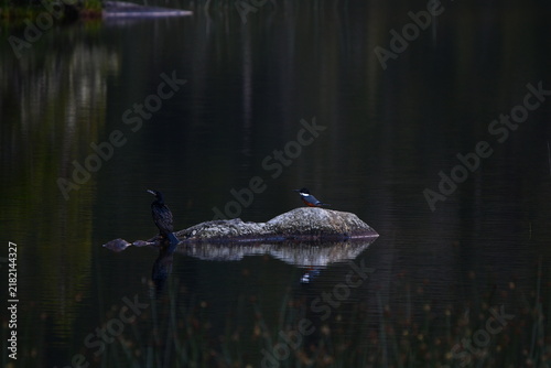 Quadro su tela Birds perched on a rock in calm dark water