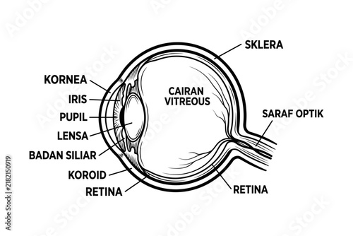 Bild auf Leinwand Human Eye Anatomy Infographic Vector