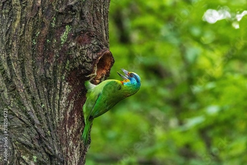 Foto A vibrant Taiwan barbet, with its blue and green plumage, pecks at a tree hole