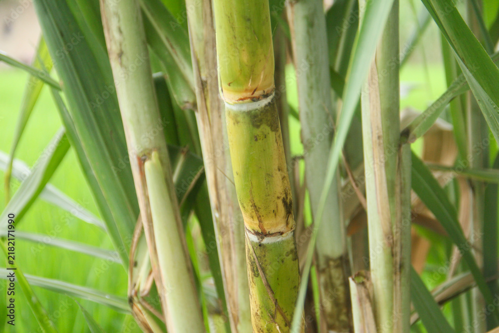 Obraz premium Yellow sugar cane plant or saccharum officinarum which displays sugar cane stalks containing fresh sugar cane juice which is the raw material for making granulated sugar
