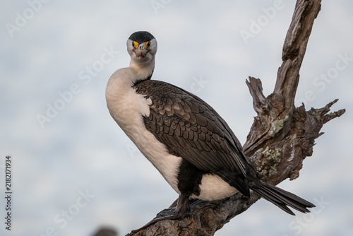Foto shag staring