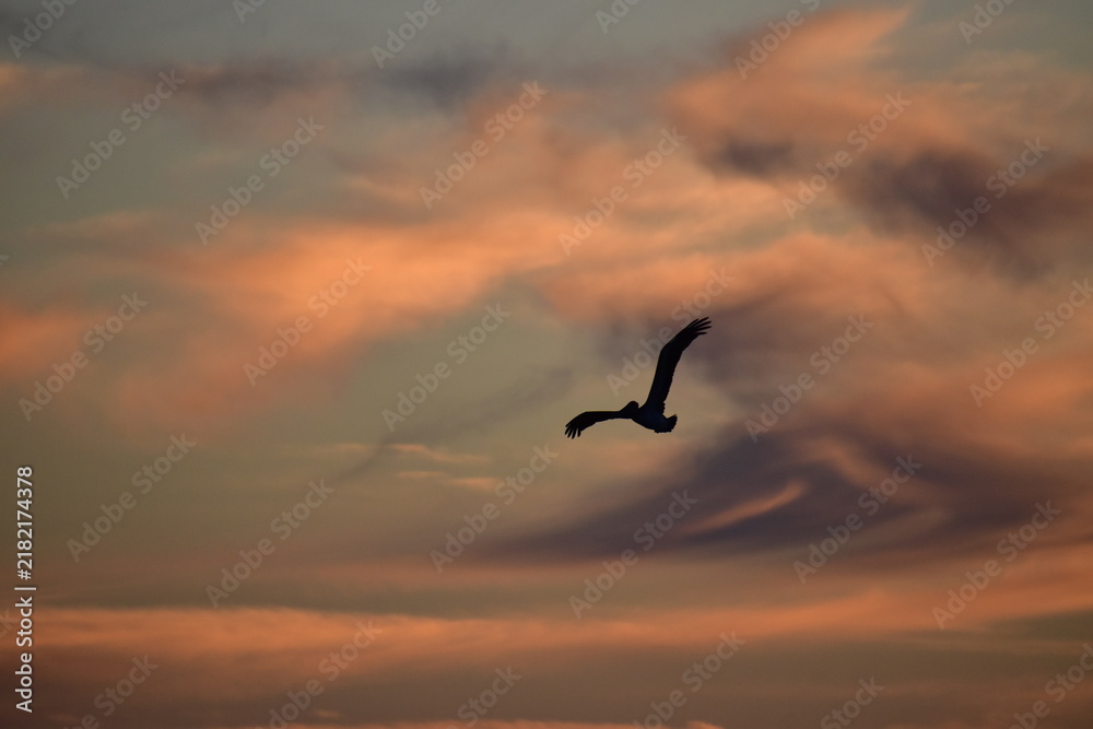 Fototapeta premium Pelecanus Occidentallis