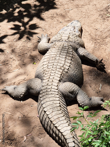 Obraz na płótnie the alligator is resting in the sand