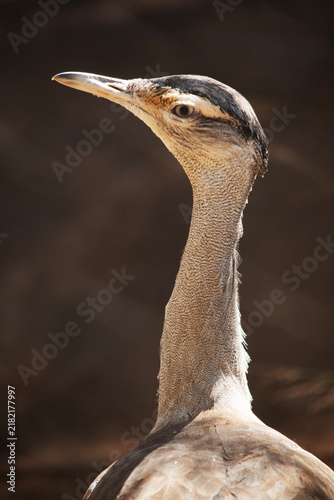 Quadro su tela this is a close up of an Australian bustard