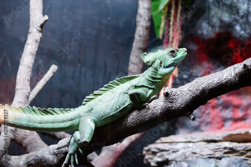 Fotografie this is a side view of a basilisk lizard