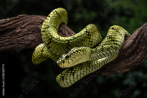 фотографія The Sumatran pit viper (Trimeresurus sumatranus) is a highly venomous arboreal snake native to the tropical rainforests of Southeast Asia