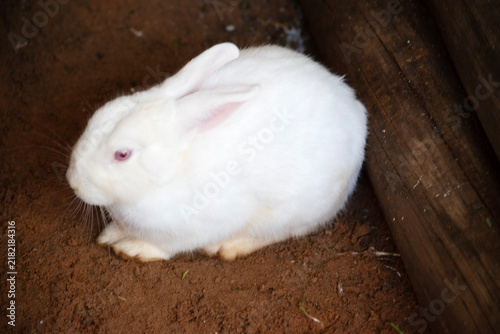 Foto this is a side view of a bunny