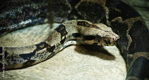 Obraz na płótnie the capet python is on a rock
