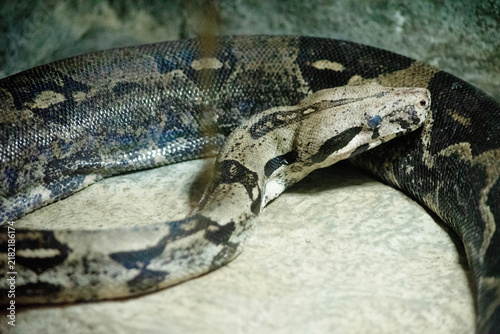 Tapety artystyczne the capet python is on a rock