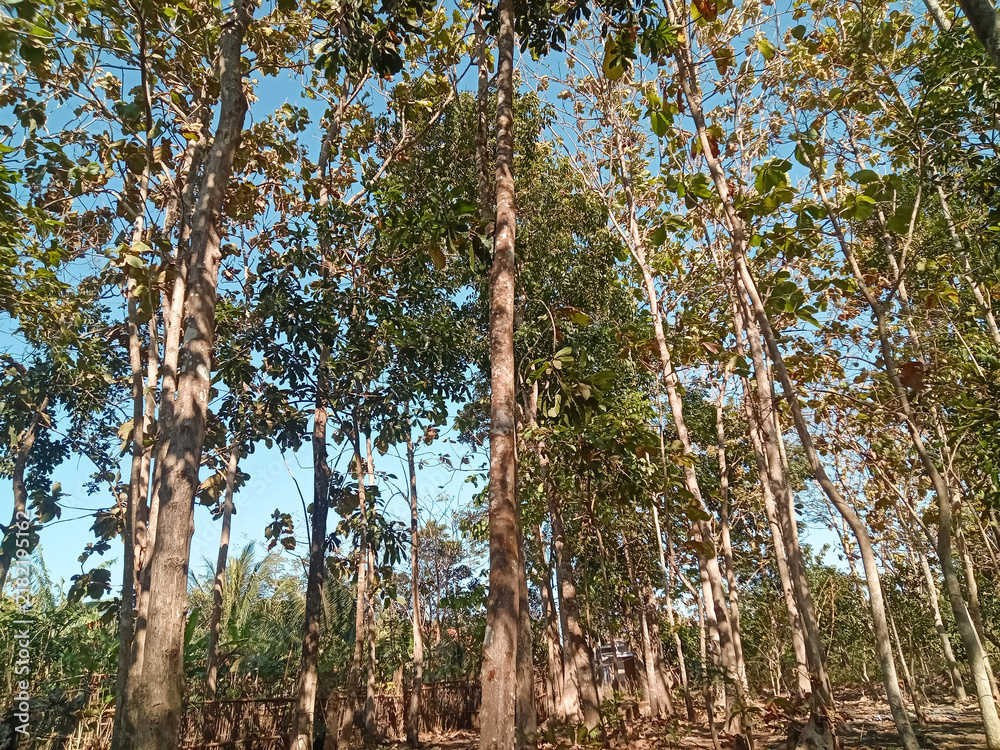 Fototapeta premium Trees in the forest during the dry season 