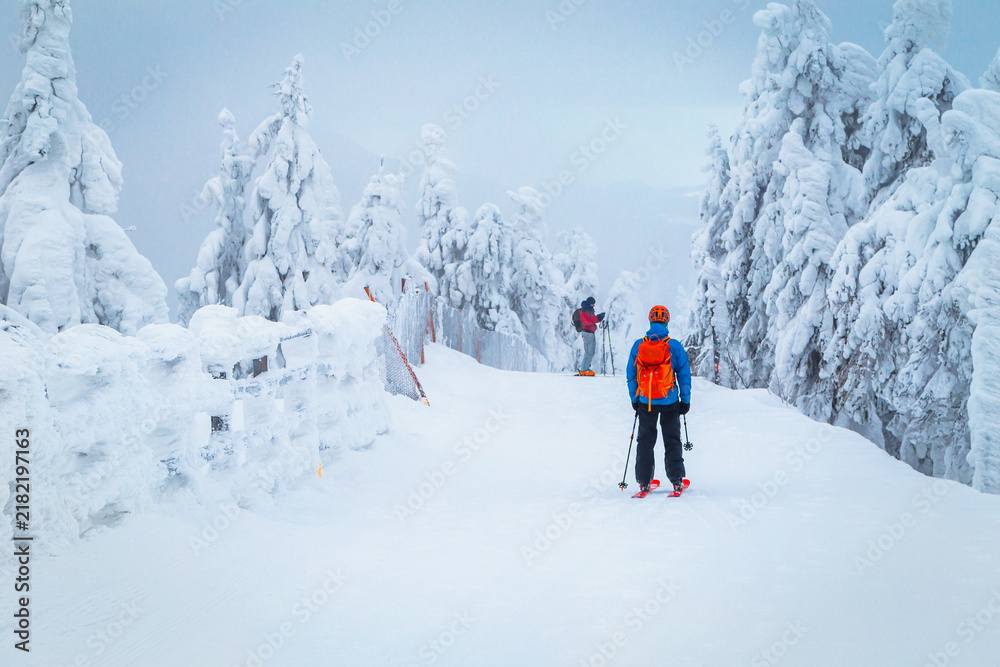 Obraz premium Skiers between the snow covered pine trees