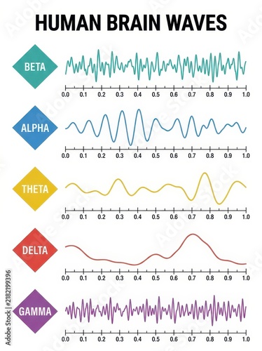 Human Brain Waves Infographic Showing Beta Alpha Theta Delta and Gamma Frequencies for Science and Education