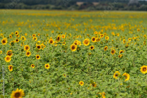 Konstfotografi Bright sunflowers sway gently in the warm sunlight of a vast golden field showca