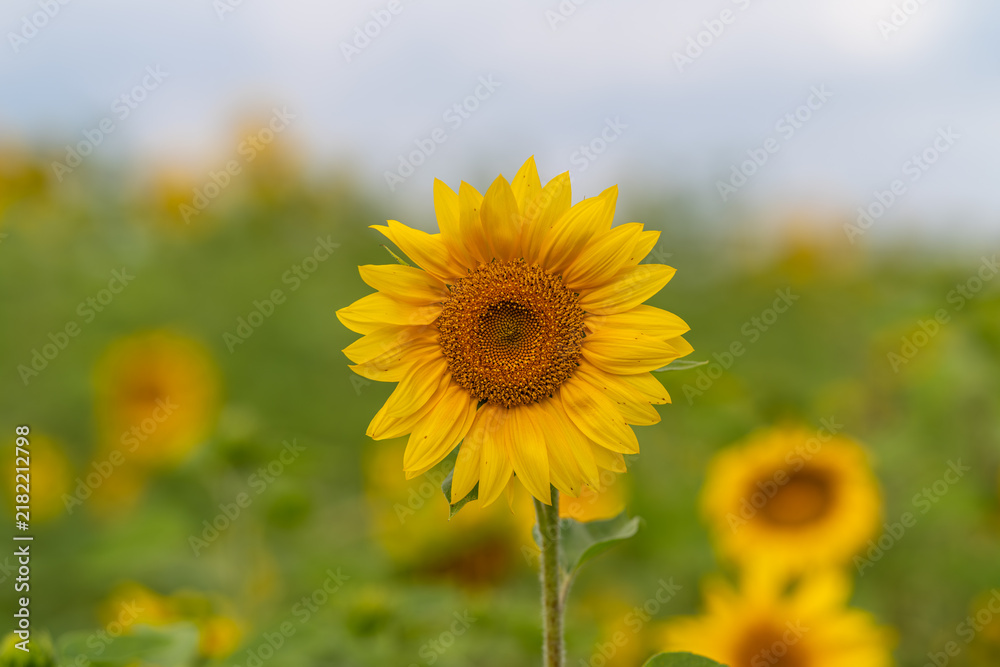 Fototapeta premium Beauty of a radiant sunflower amidst a vibrant field on a sunny day capturing nature's charm and serenity in its golden hue