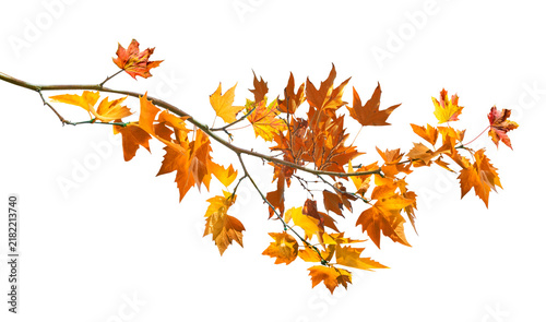 Autumn maple branch with colorful orange leaves isolated on transparent background