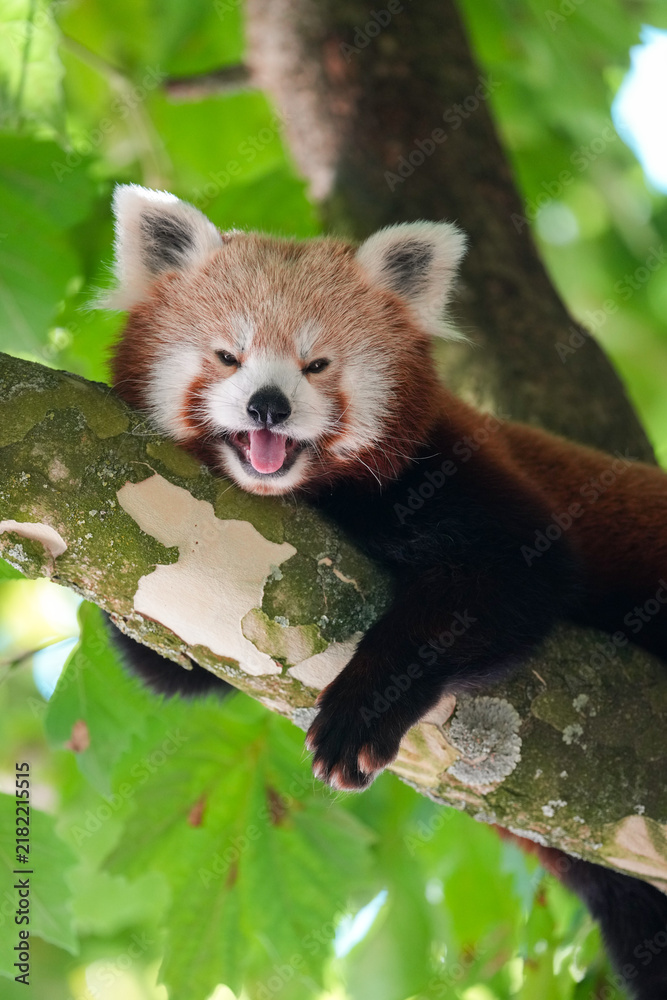 Obraz premium red panda relaxing on the tree