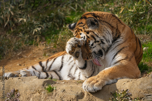 Cuadro en lienzo Amur tiger