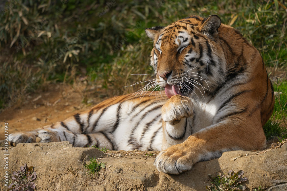 Fotografía Amur tiger