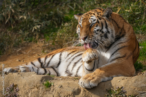 Quadro su tela Amur tiger