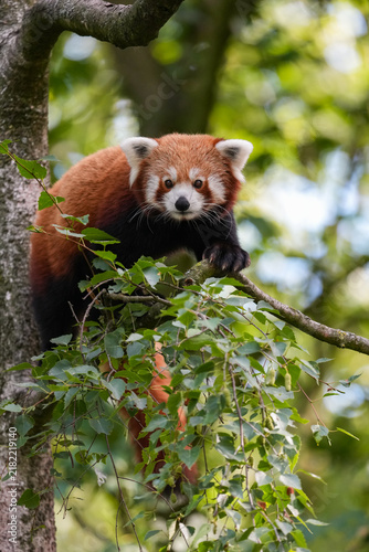 red panda relaxing on the tree