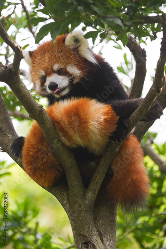 red panda relaxing on the tree